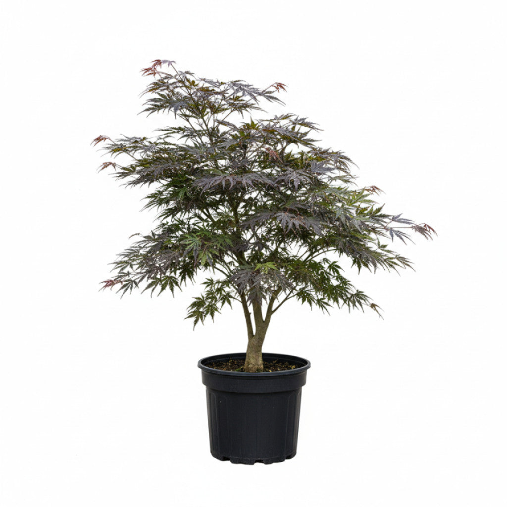 Japansk lönn – Acer pal. &