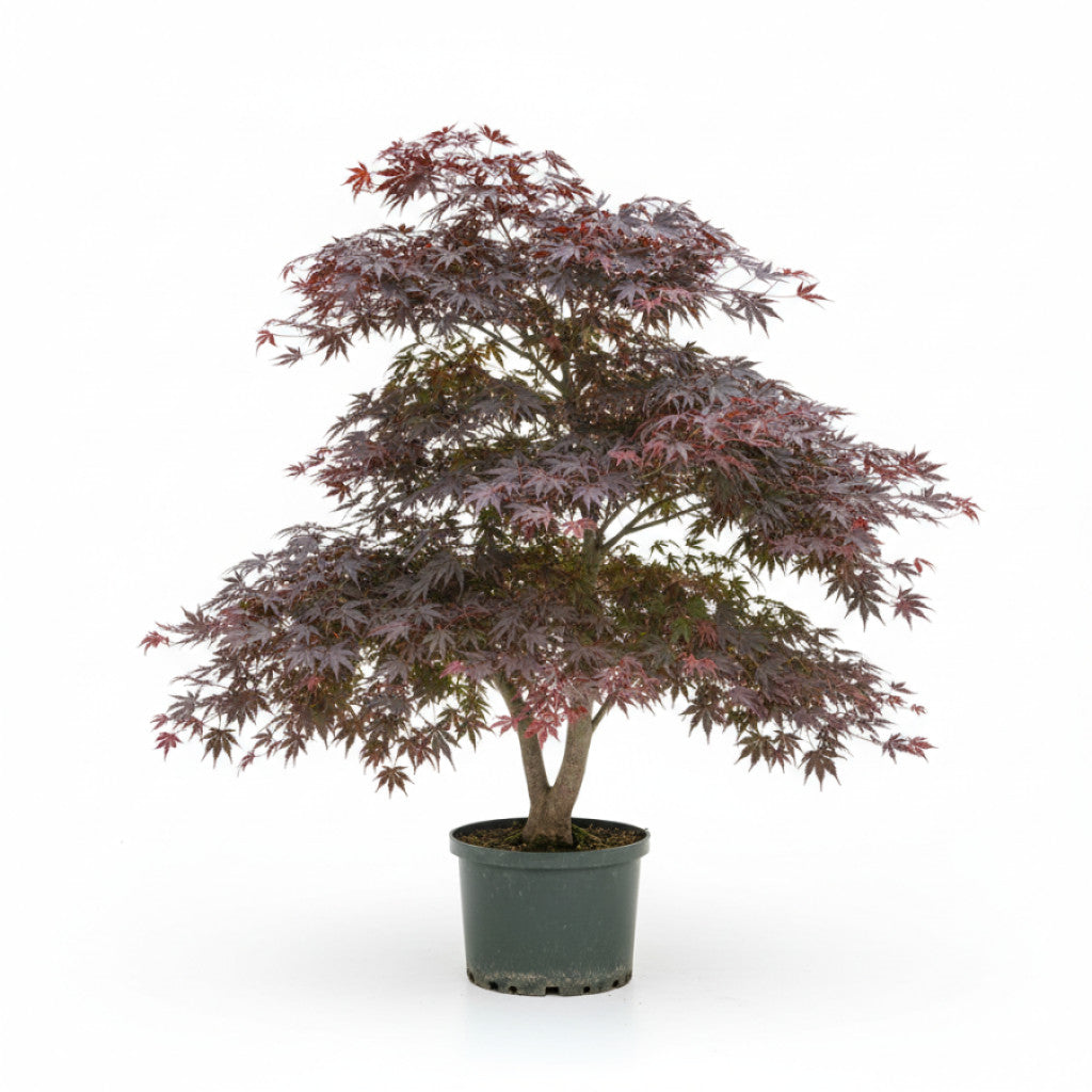 Japansk lönn – Acer pal. &