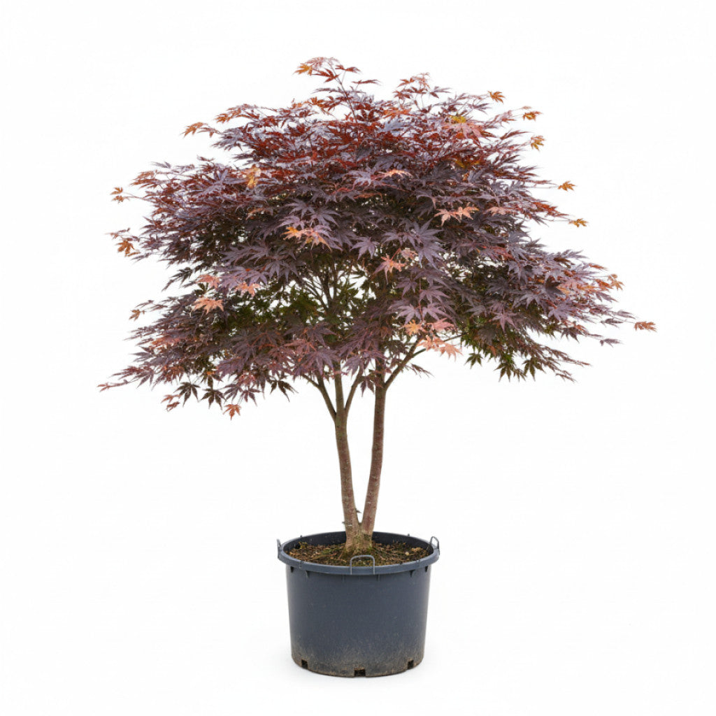 Japansk lönn – Acer pal. &