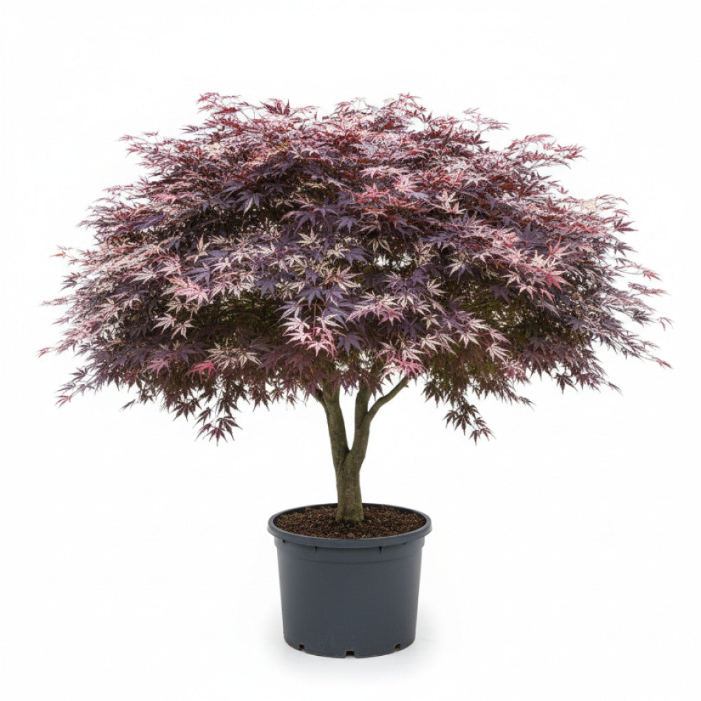 Japansk lönn – Acer pal. &