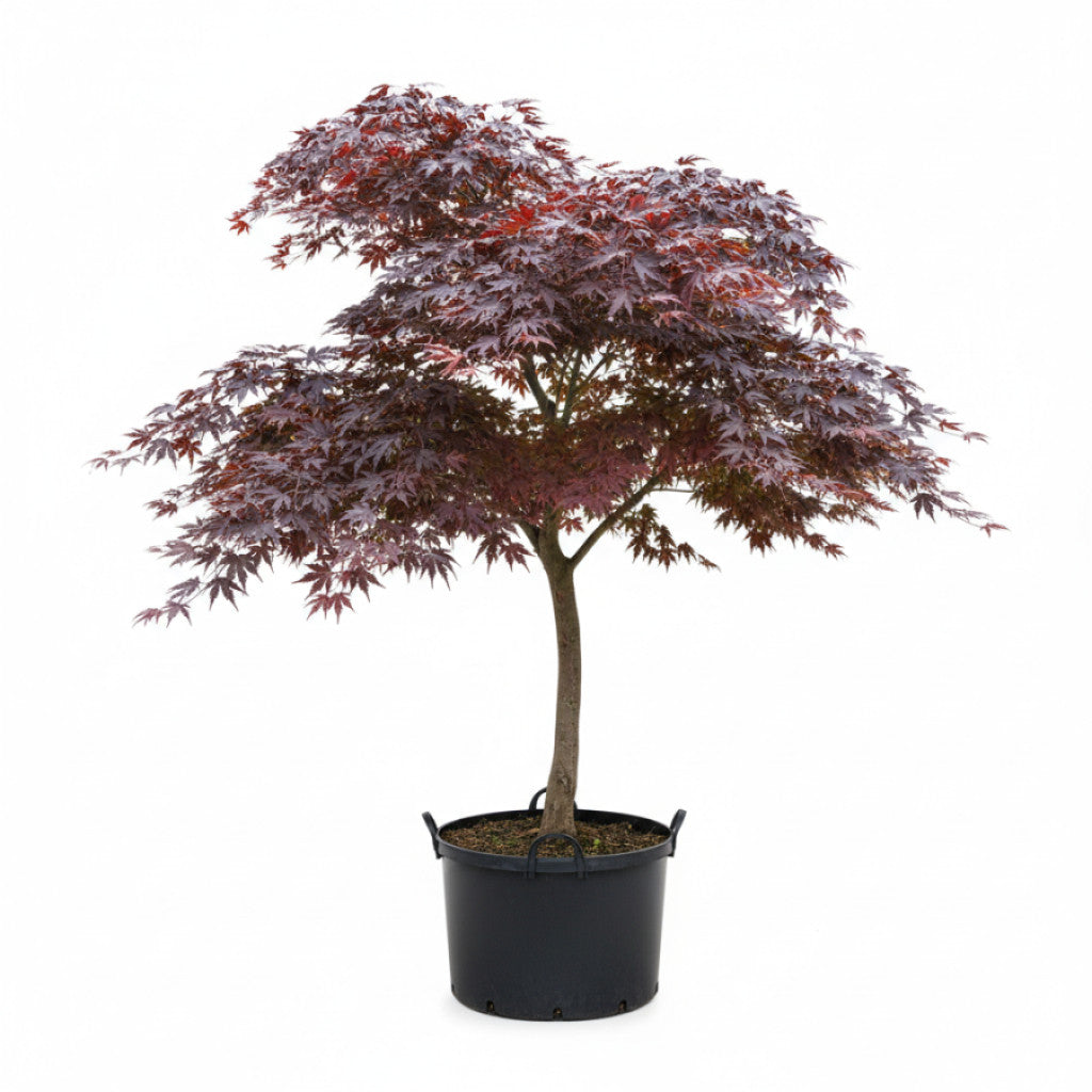Japansk lönn – Acer pal. &