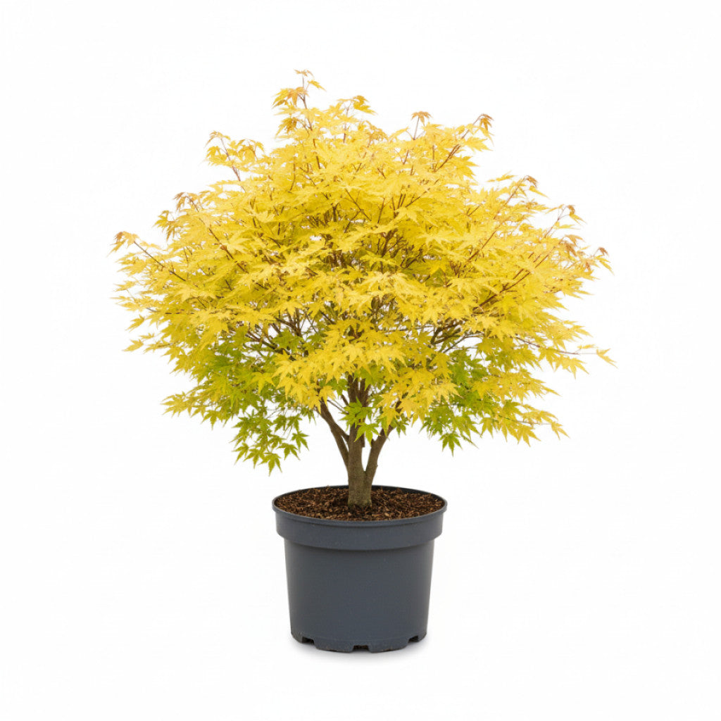 Japansk lönn – Acer pal. &