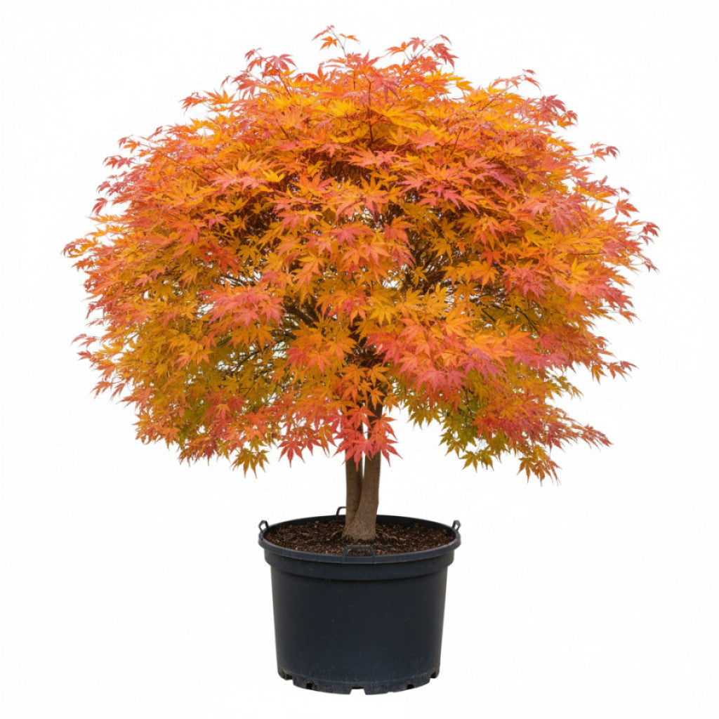 Japansk lönn – Acer pal. &