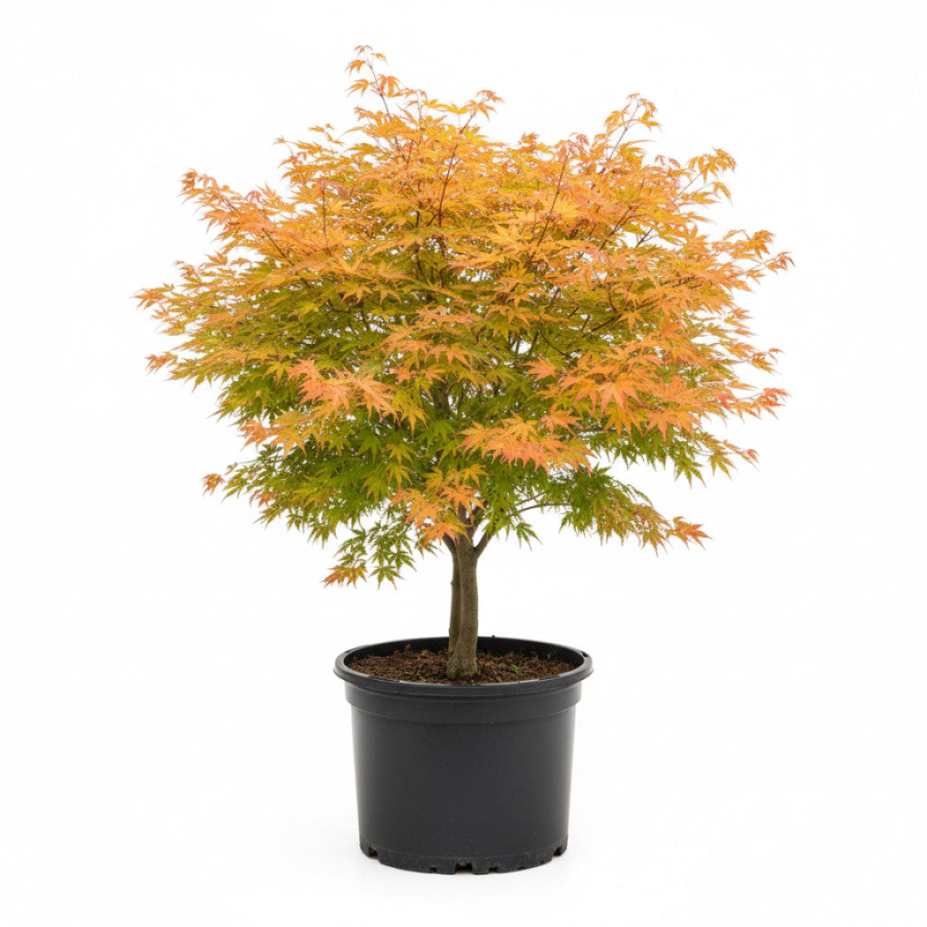 Japansk lönn – Acer pal. &