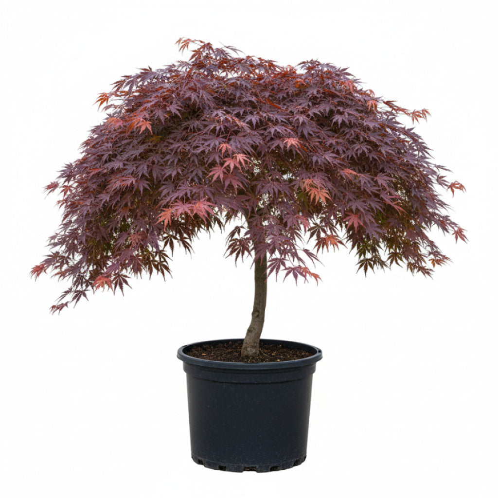 Japansk lönn – Acer pal. &