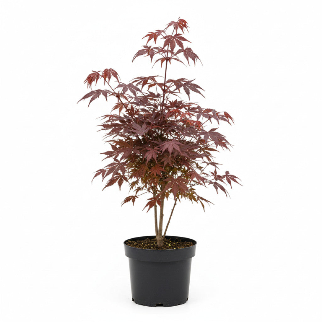 Japansk lönn – Acer pal. &