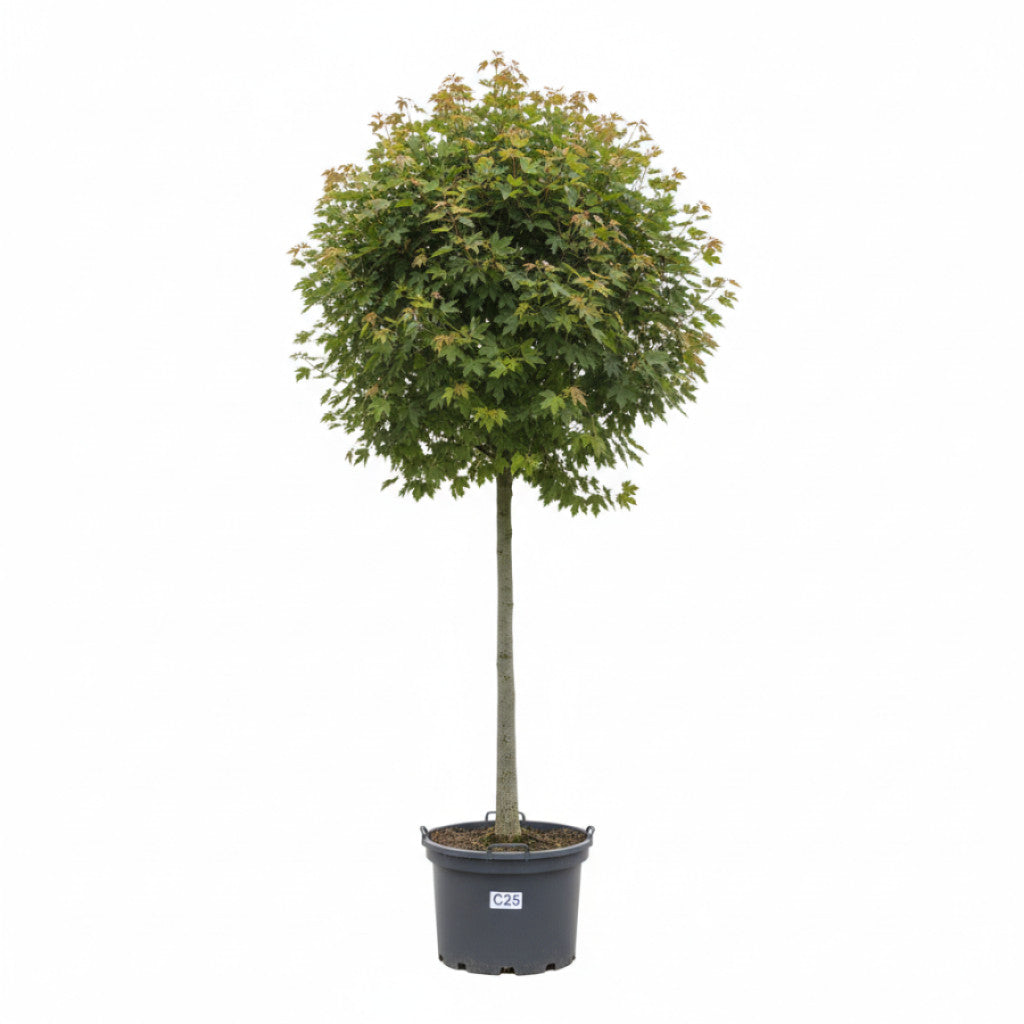 Fältlönn – Acer campestre &