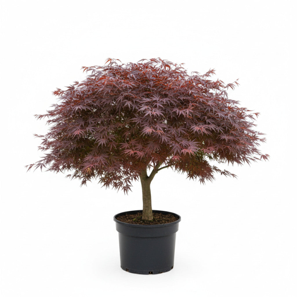 Japansk lönn – Acer pal. &