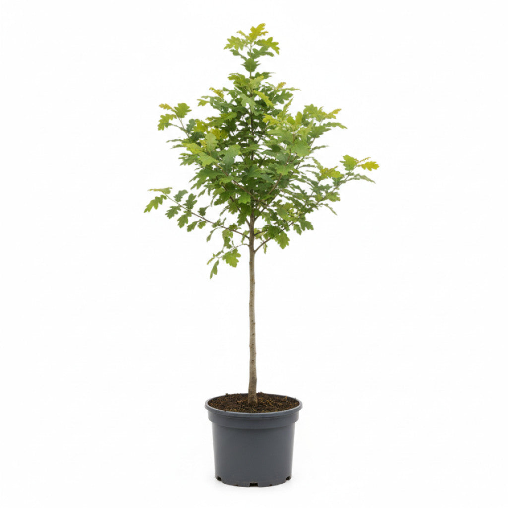 Bergek – Quercus petraea - C12 100-125 CM