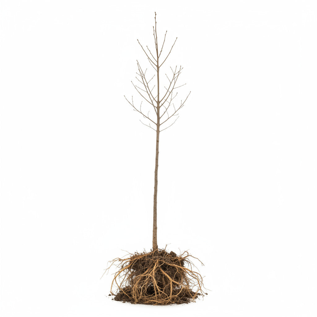 Ek – Quercus robur - 175-200 CM RB