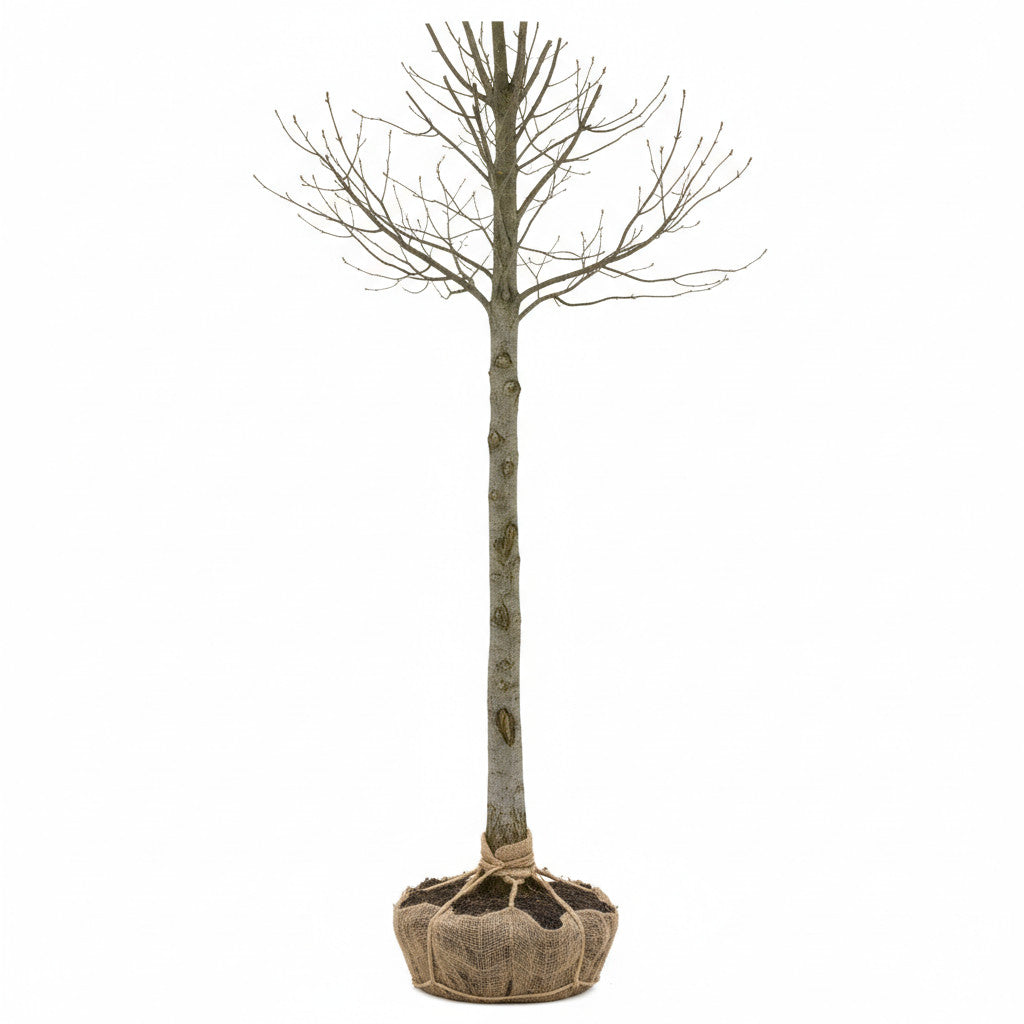 Ek – Quercus robur - 200-250 CM RB