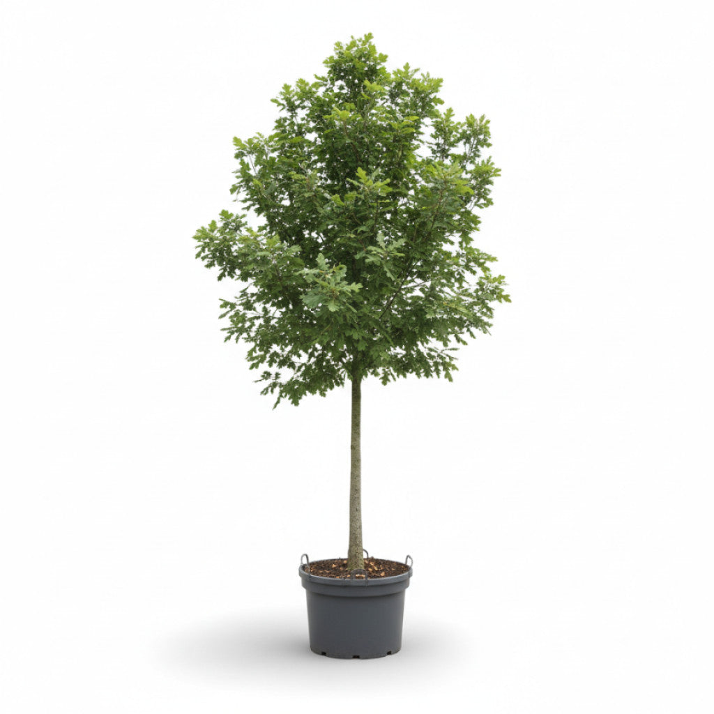 Ek – Quercus robur - C35 8/10 HO/ST
