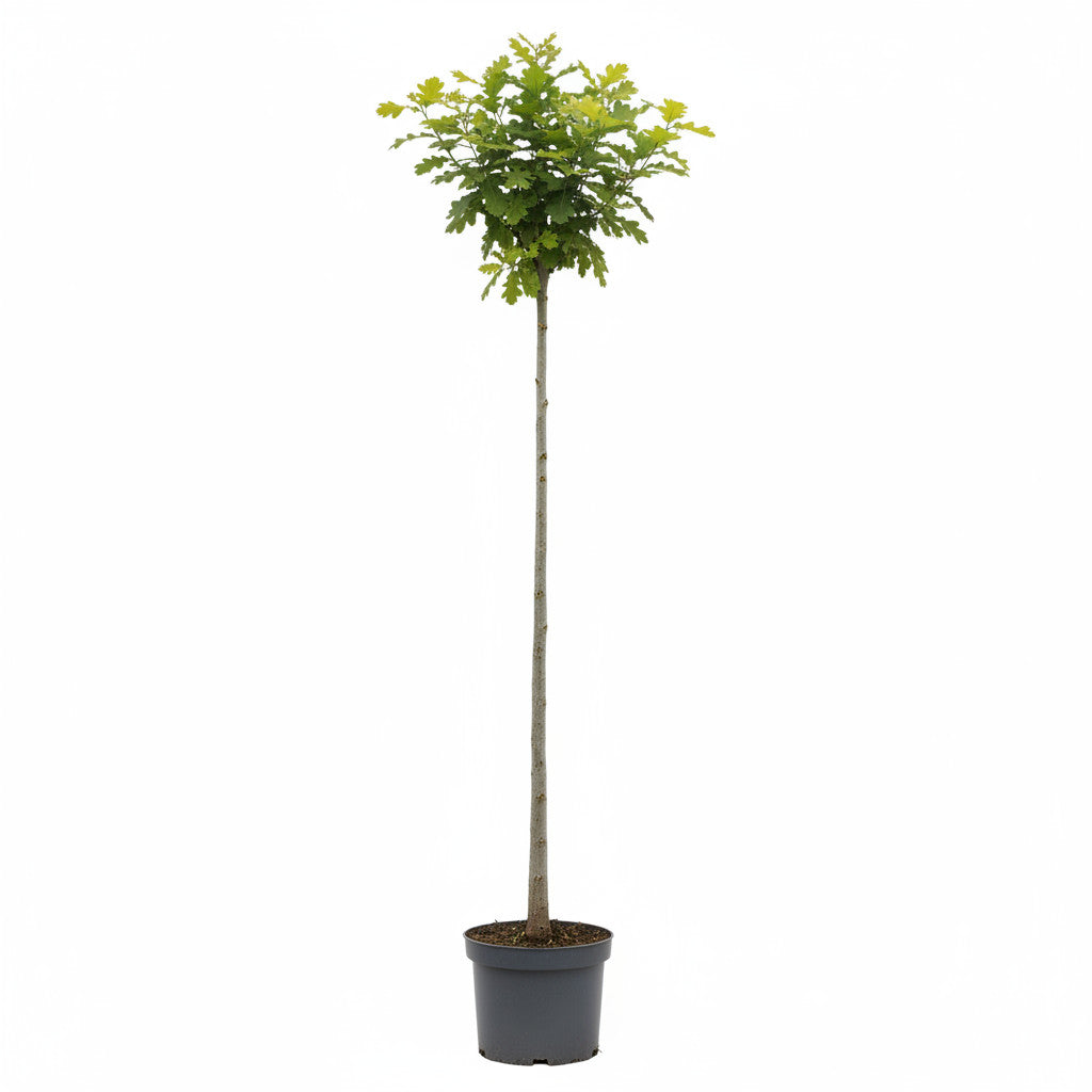Ek – Quercus robur - C20 6/8  150 CM Stem