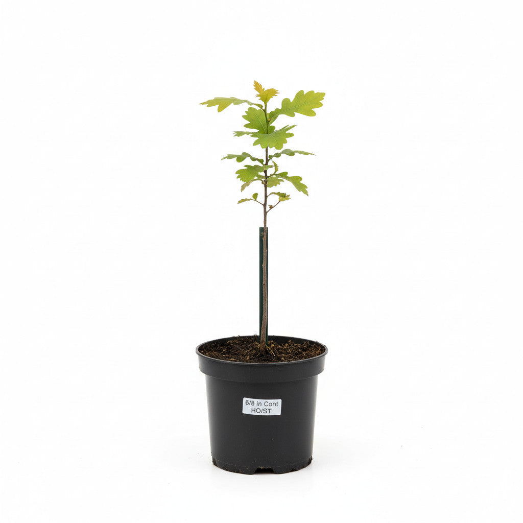 Ek – Quercus robur - 6/8 in Cont HO/ST