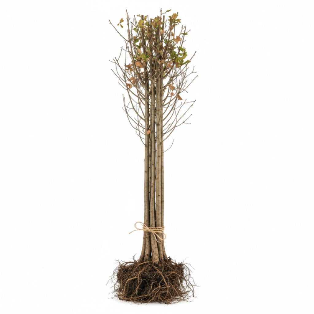 Ek – Quercus robur - 4/6 Feathered Cont.