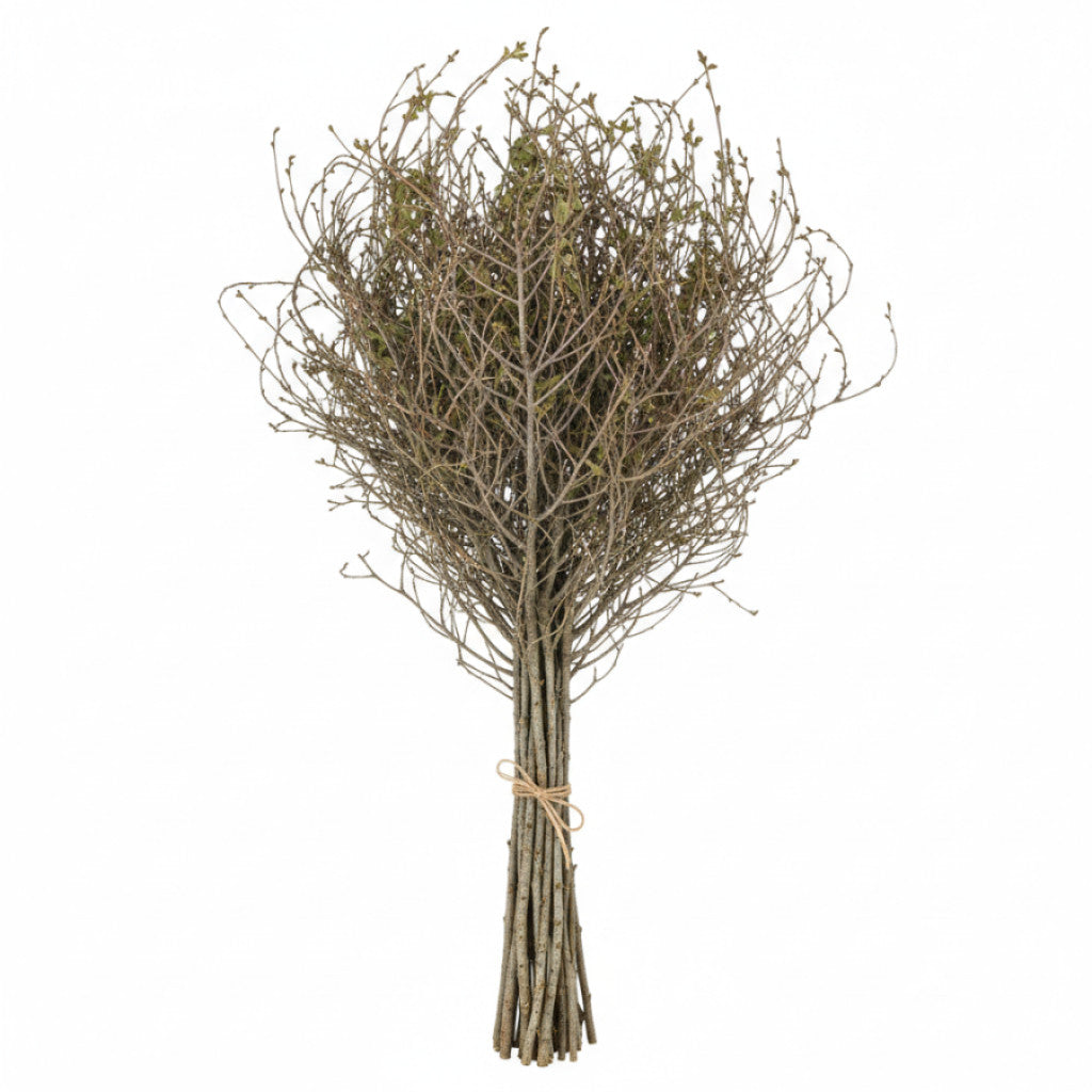 Ek – Quercus robur - 6/8 Feathered Cont.