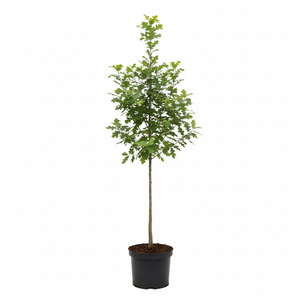 Ek – Quercus robur - 8/10 Feathered Cont.