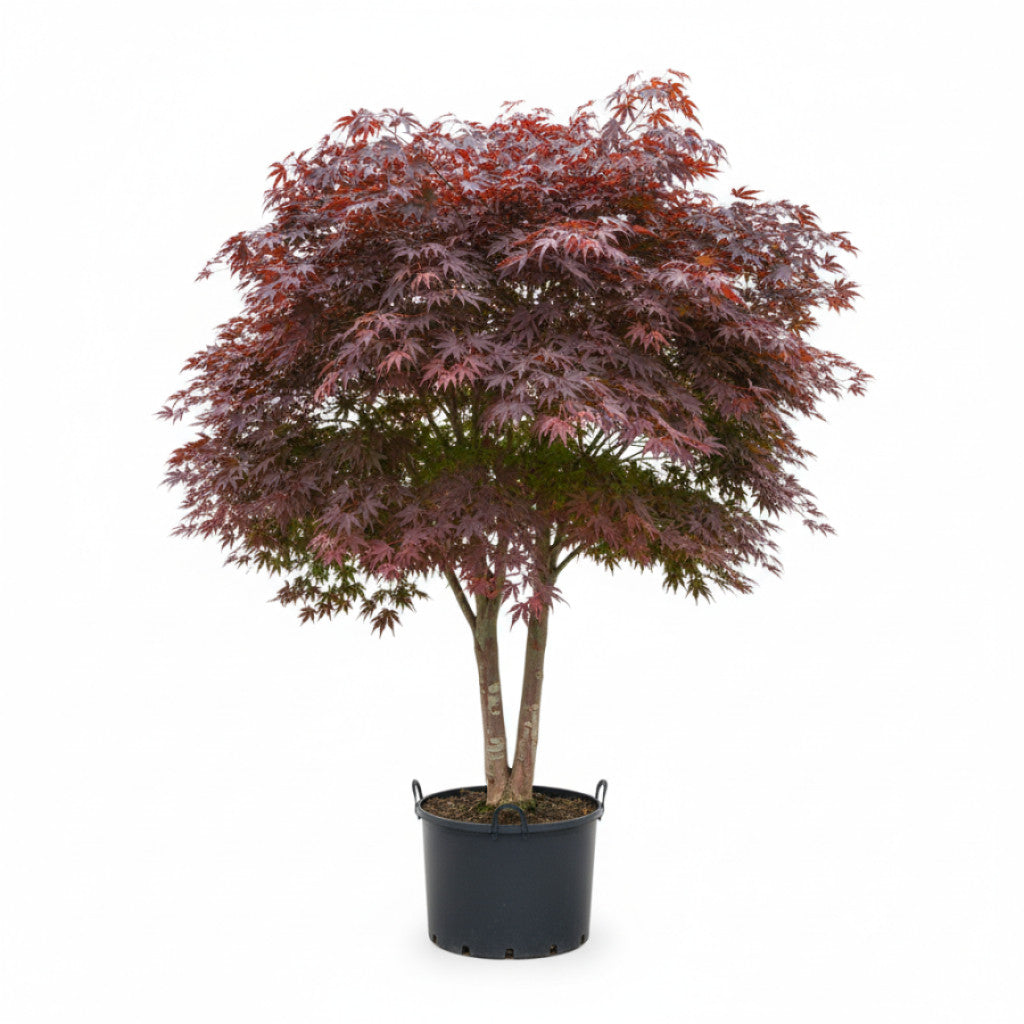 Japansk lönn – Acer pal. &