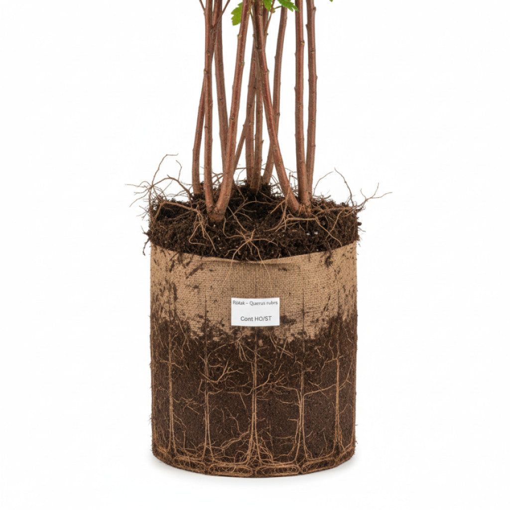 Rödek – Quercus rubra - 12/14 in Cont HO/ST