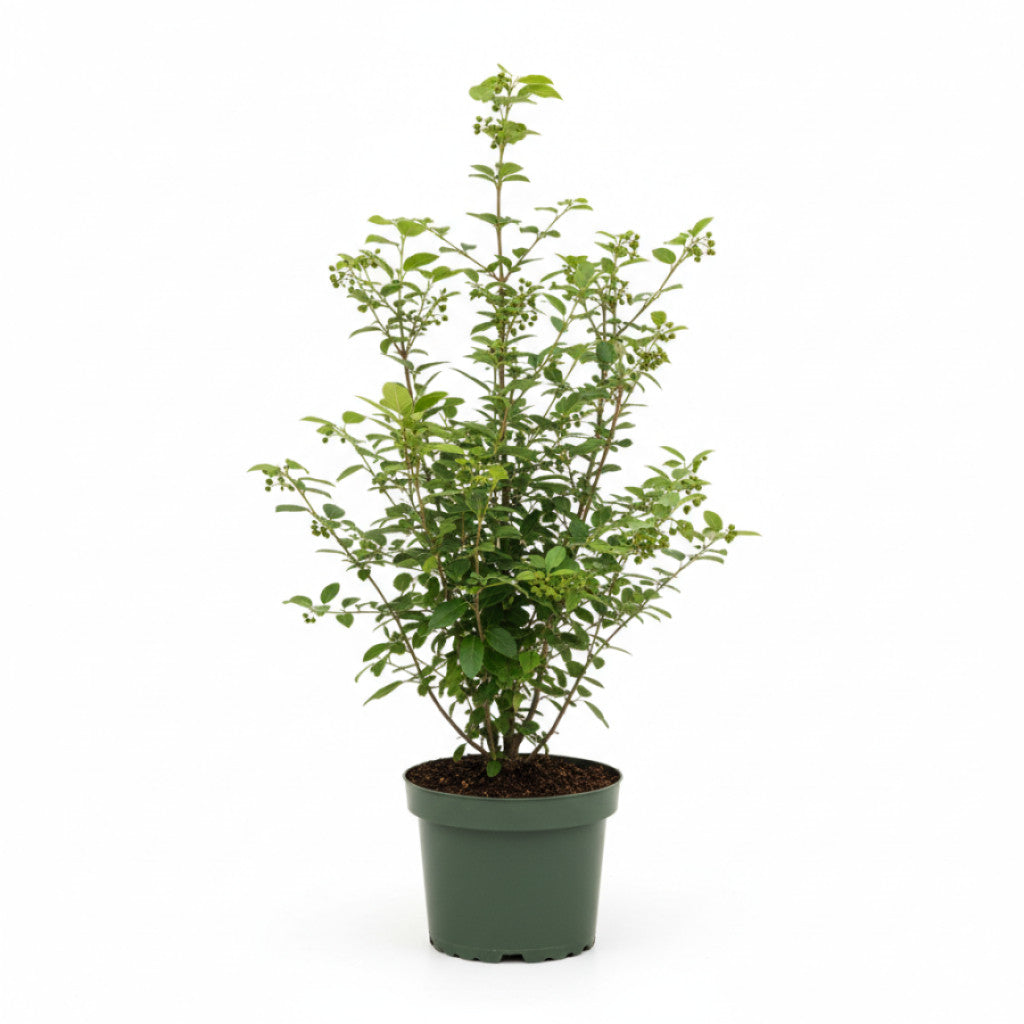 Brakved – Rhamnus cathartica - C5 80-100 CM