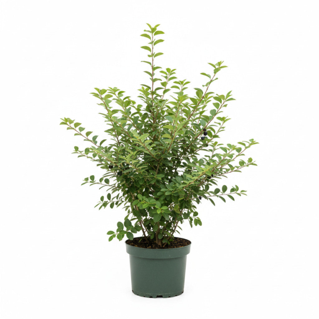 Brakved – Rhamnus cathartica - C7.5 80-100 CM