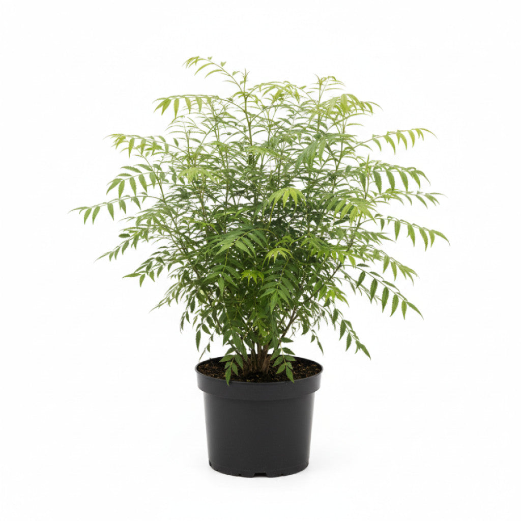 Brakved – Rhamnus frangula &