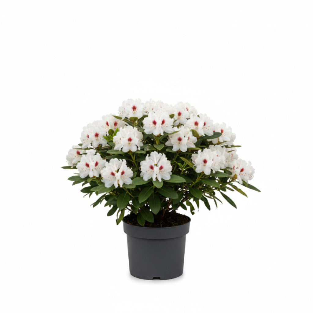 Rhododendron – Rhododendron &