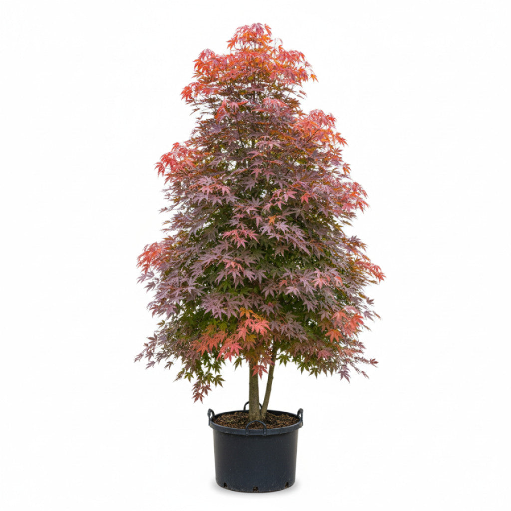 Japansk lönn – Acer pal. &