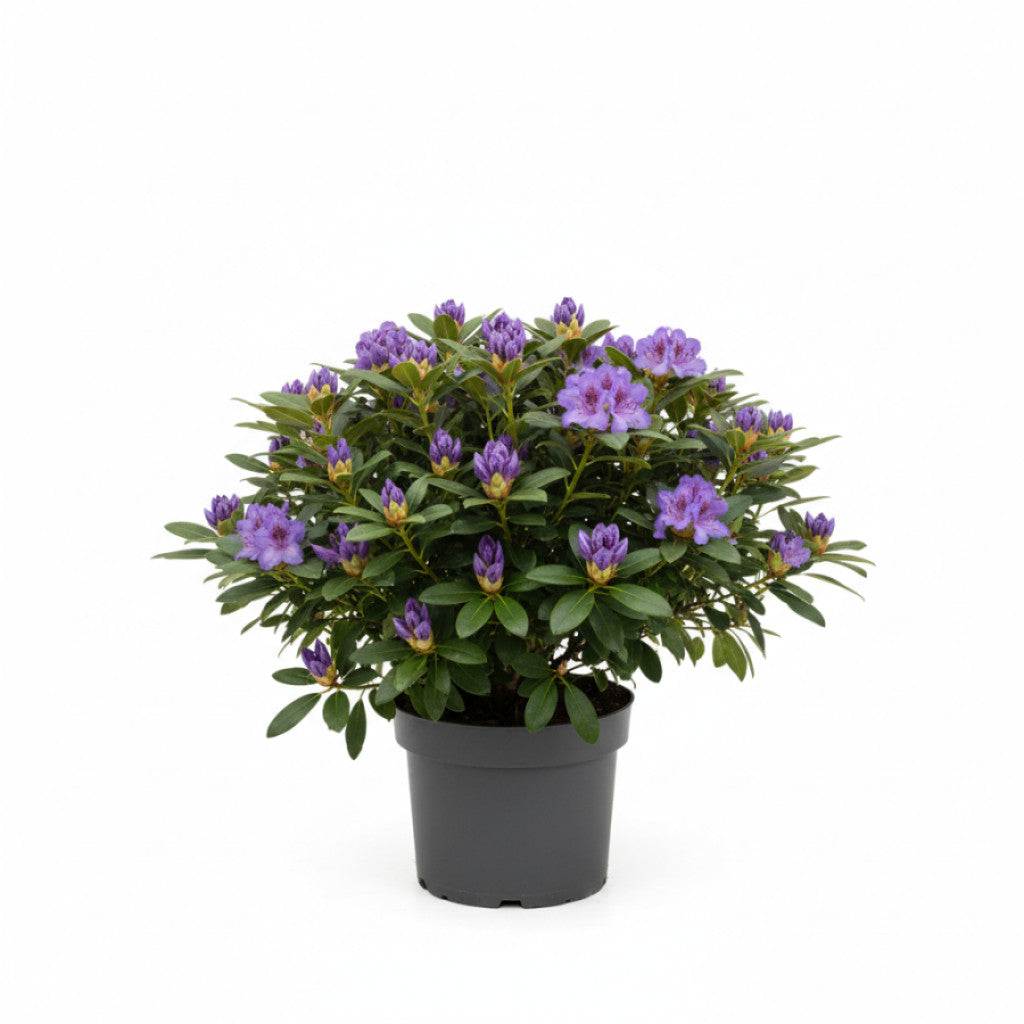 Rhododendron – Rhododendron &