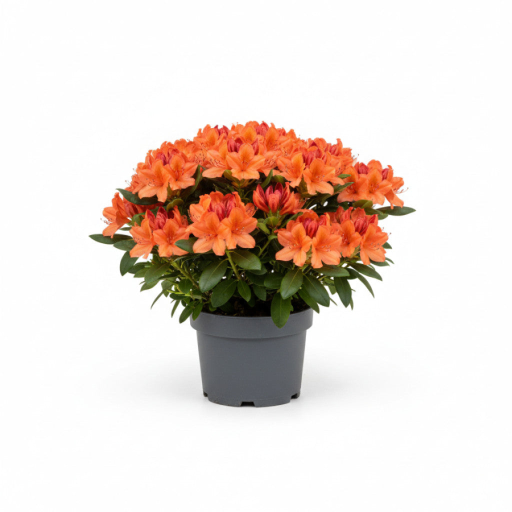 Rhododendron – Rhododendron &