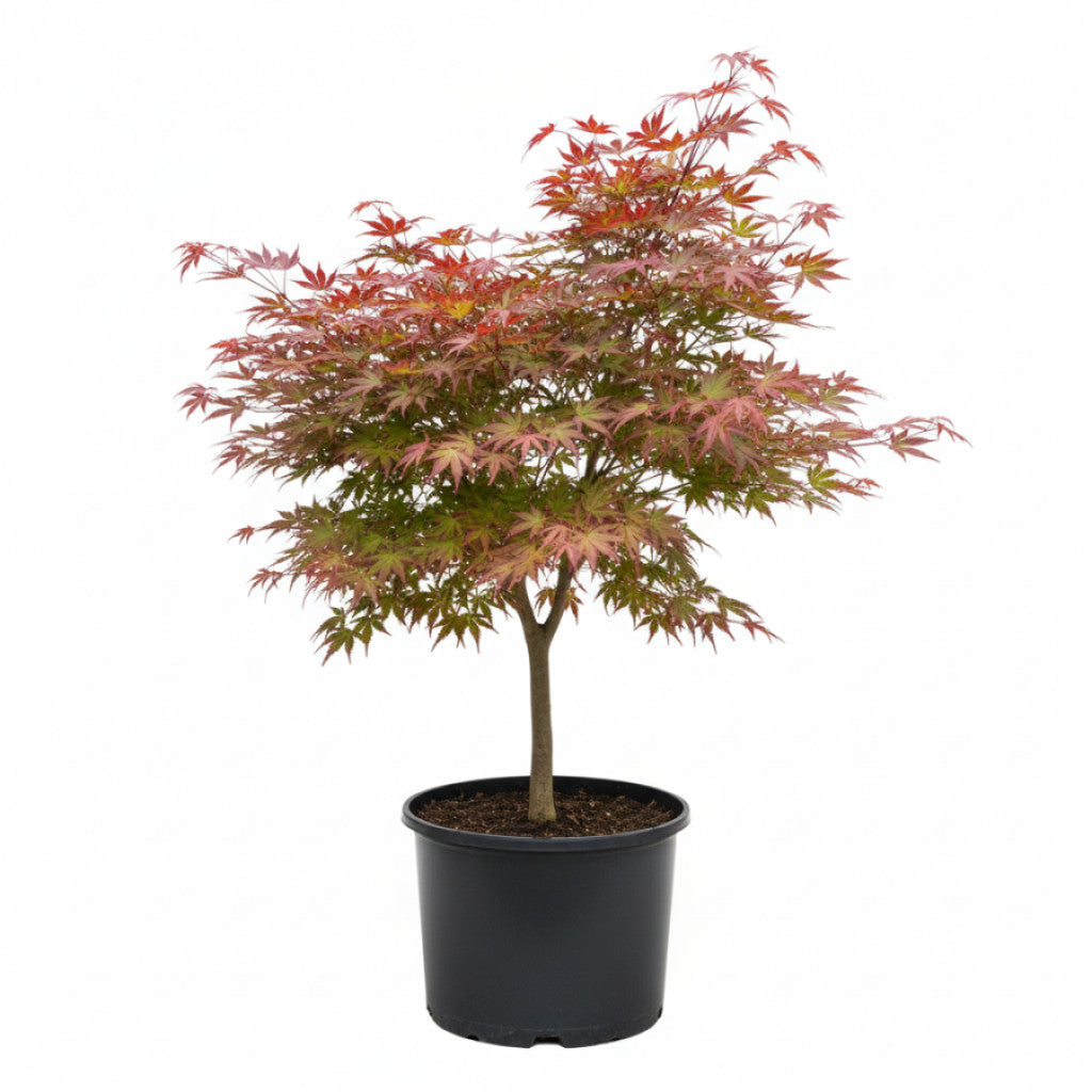 Japansk lönn – Acer pal. &