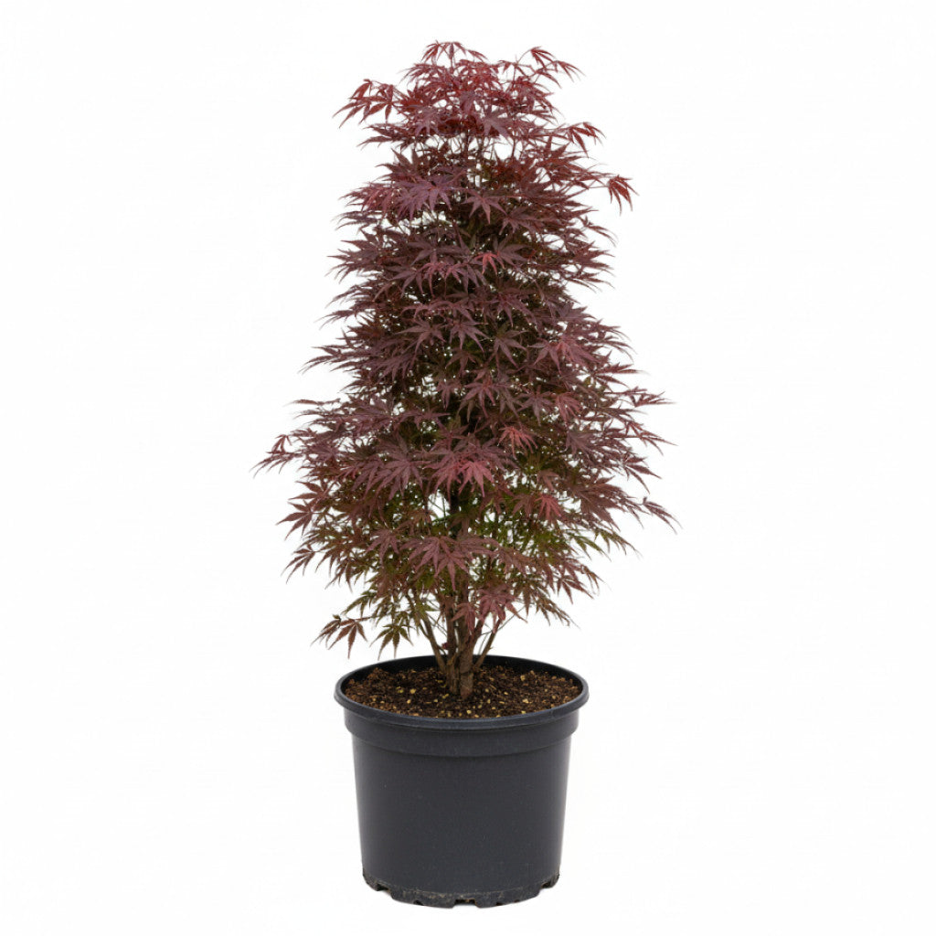Japansk lönn – Acer pal. &