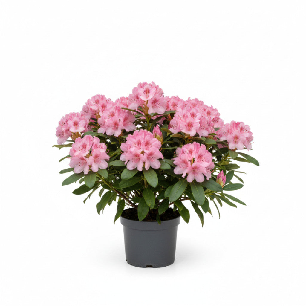 Rhododendron – Rhododendron (AJ); &