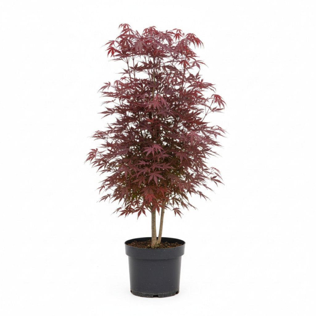 Japansk lönn – Acer pal. &