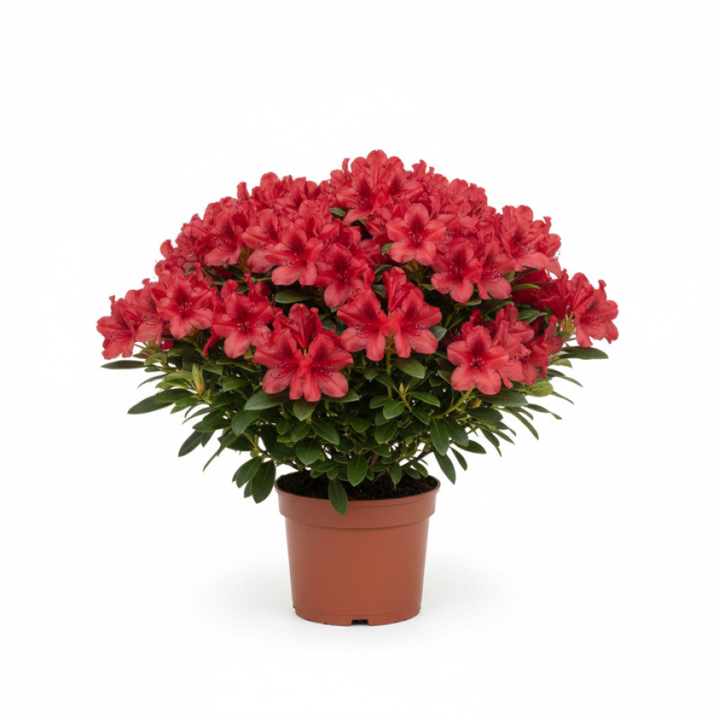 Rhododendron – Rhododendron (AJ); &