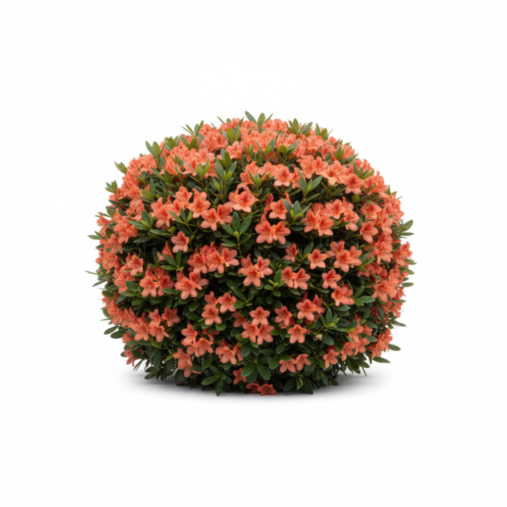 Rhododendron – Rhododendron (AJ); &