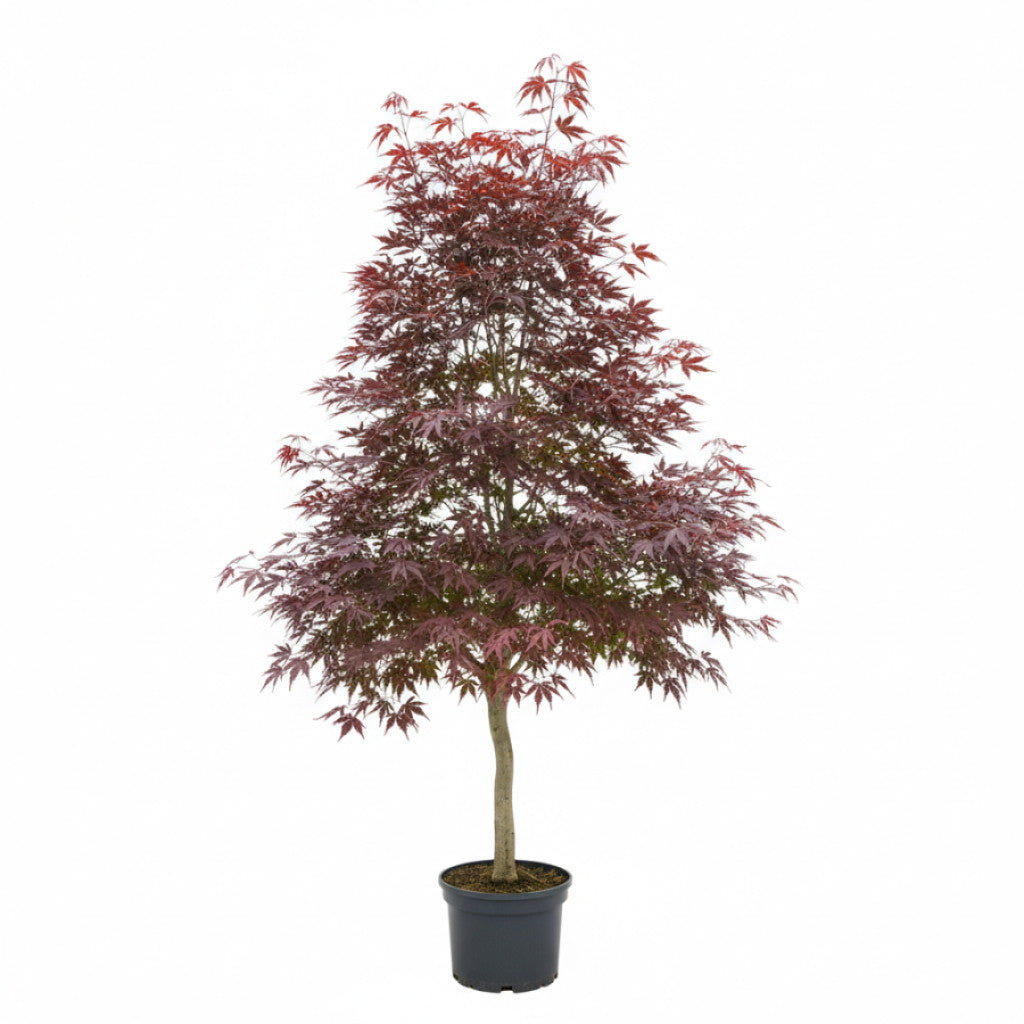 Japansk lönn – Acer pal. &