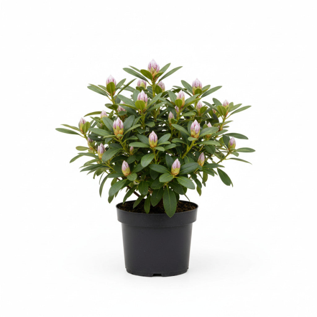 Rhododendron – Rhododendron (AJ); &