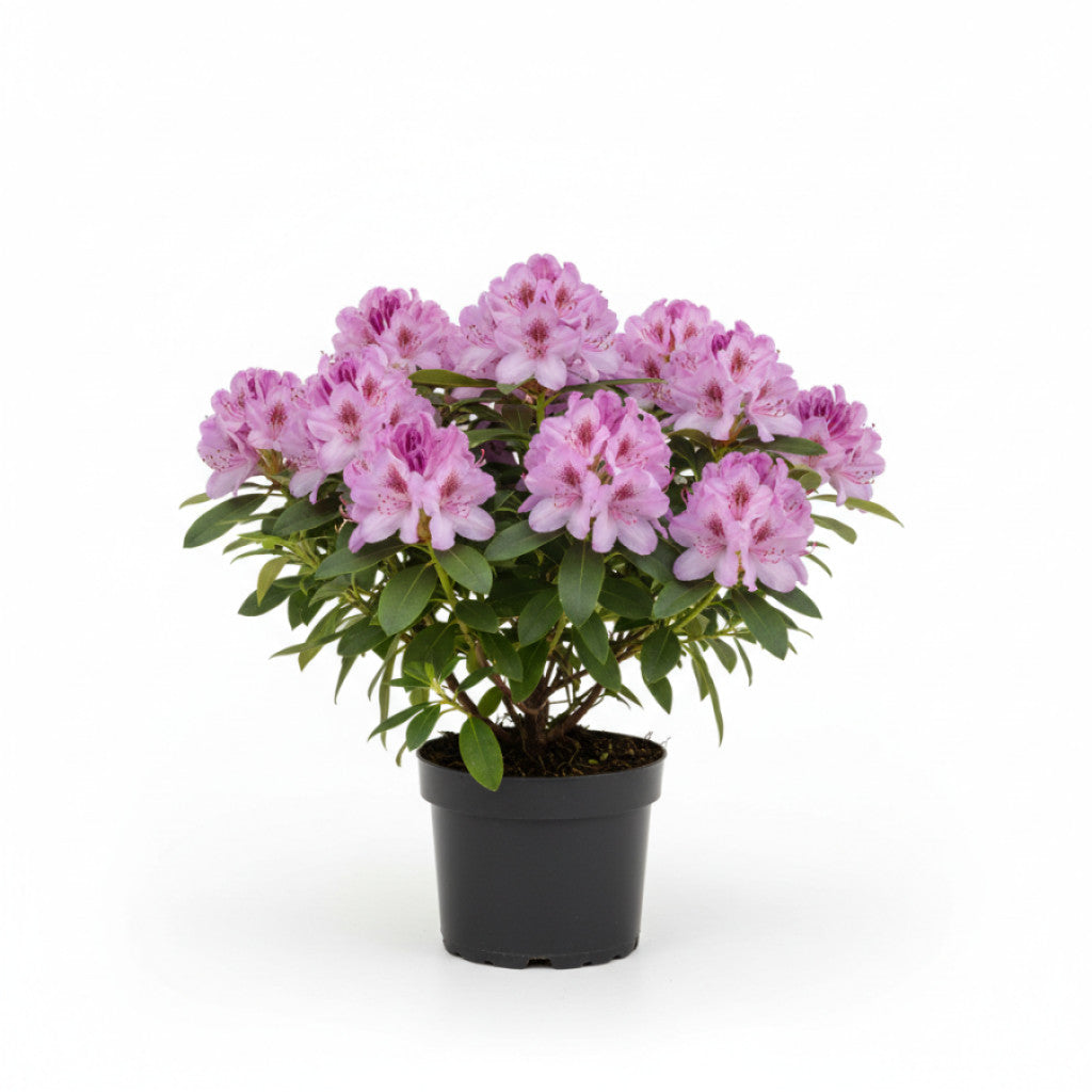 Rhododendron – Rhododendron (AJ); &