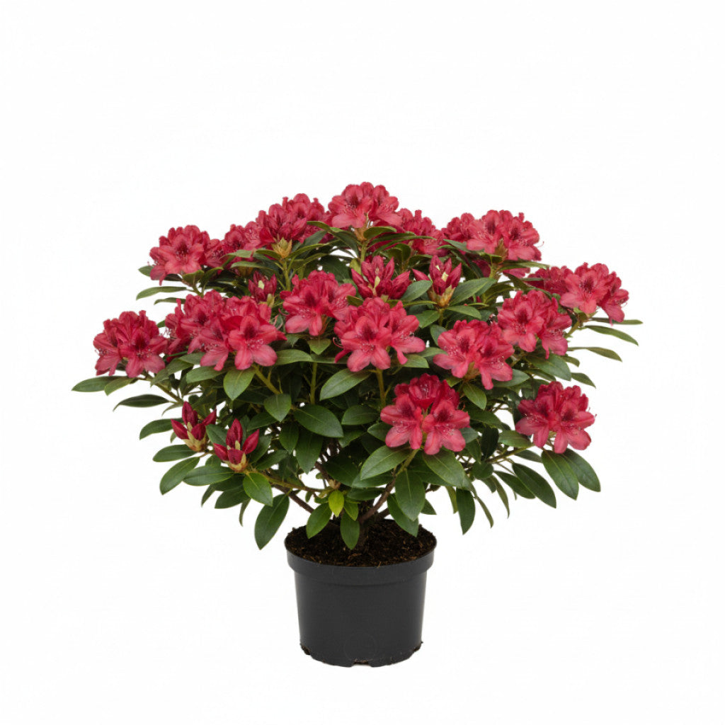 Rhododendron – Rhododendron (AJ); &
