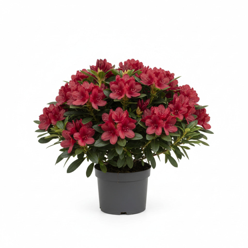 Rhododendron – Rhododendron (AJ); &