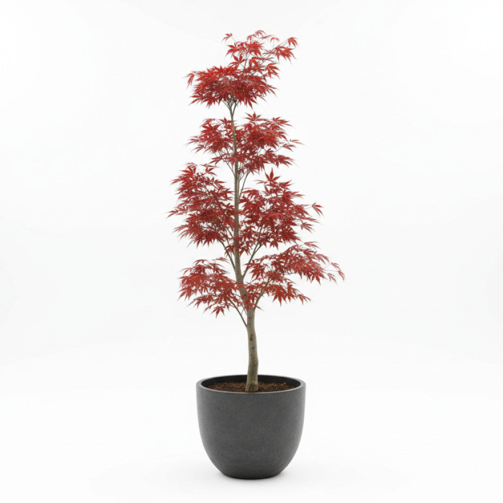 Japansk lönn – Acer pal. &