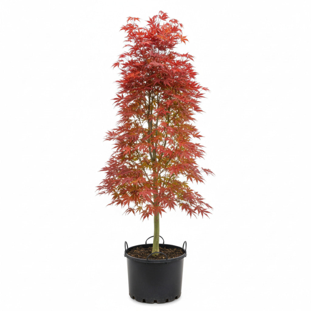 Japansk lönn – Acer pal. &
