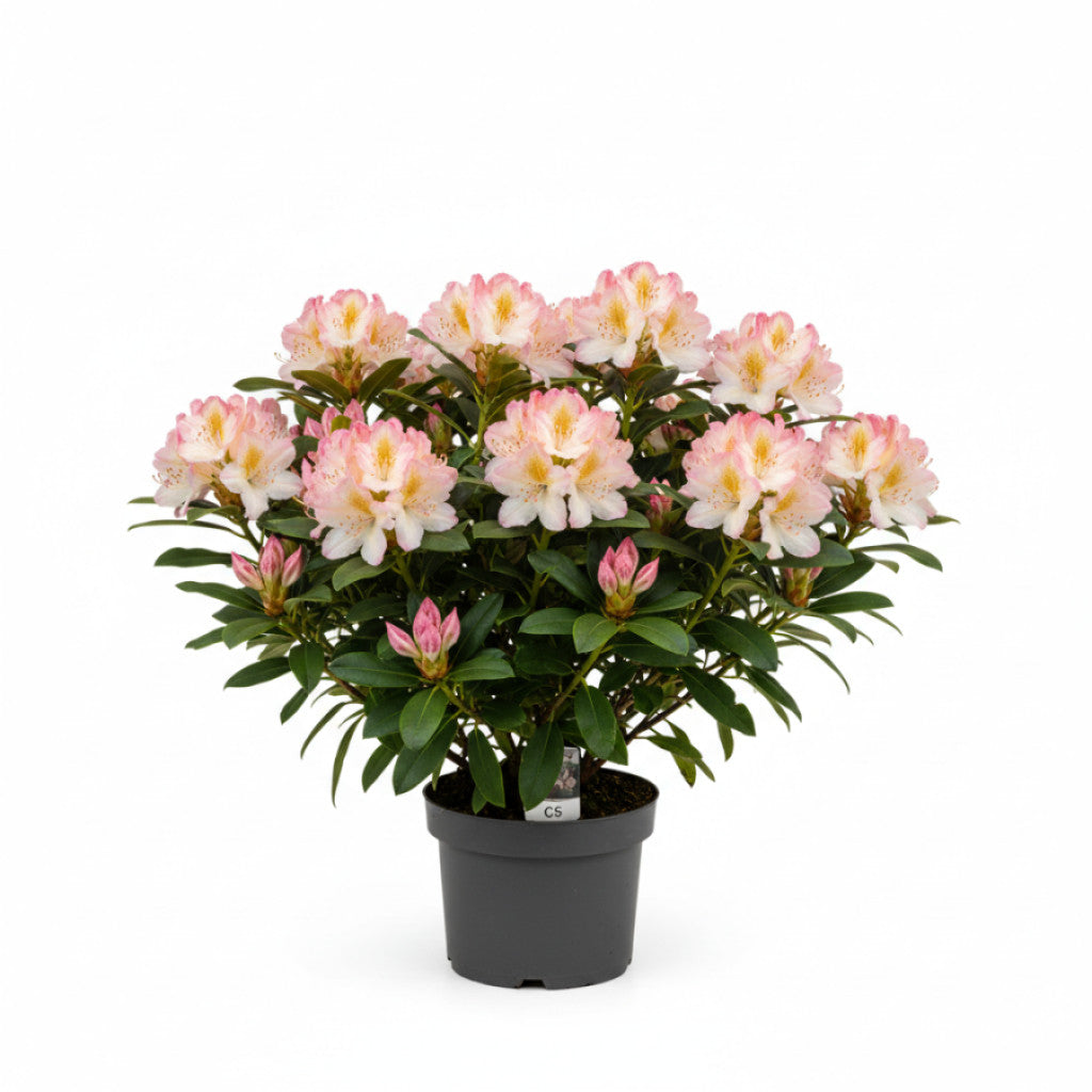 Rhododendron Bellini C5 30-40 CM För Trädgården – Svedberga Plantskola AB