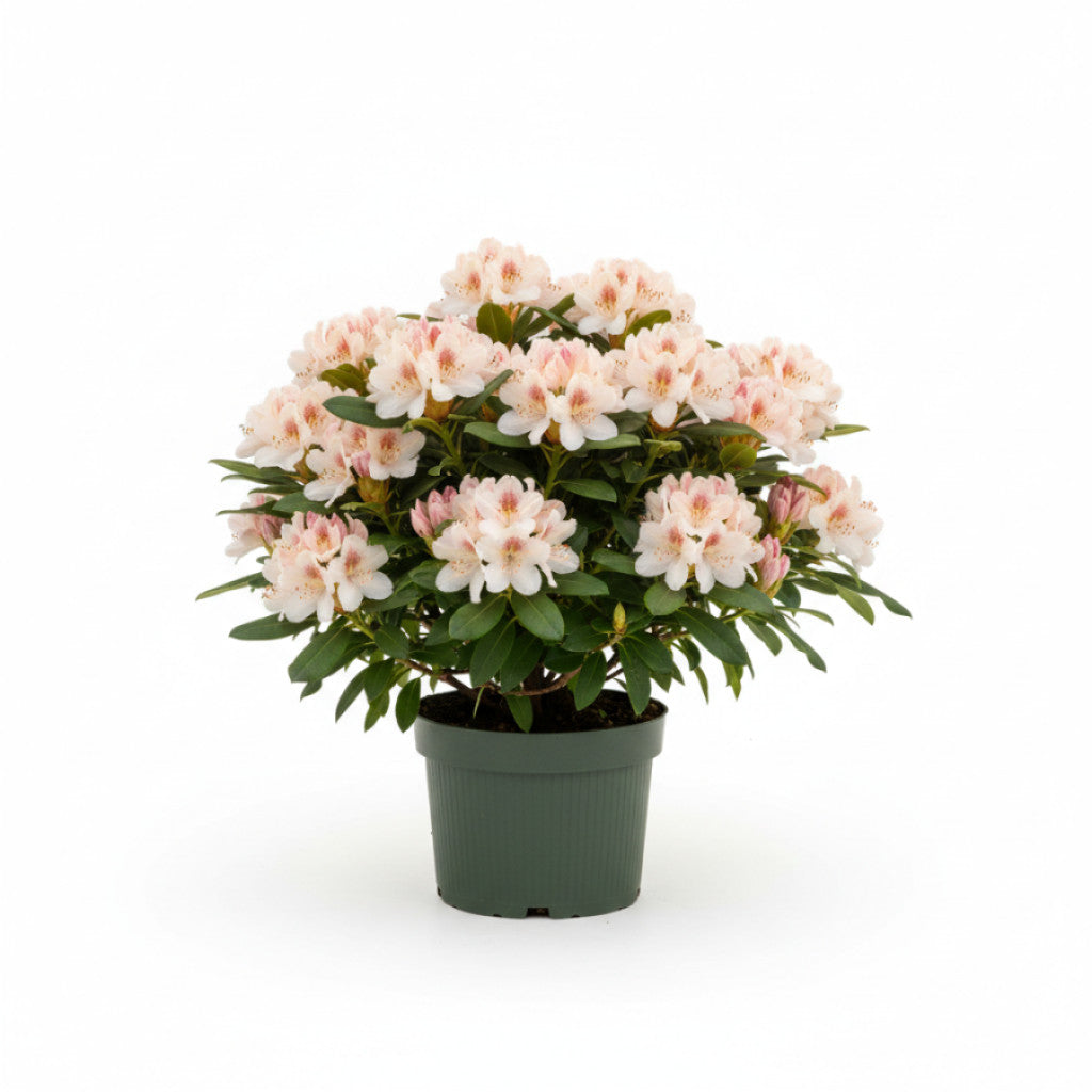 Rhododendron – Rhododendron &