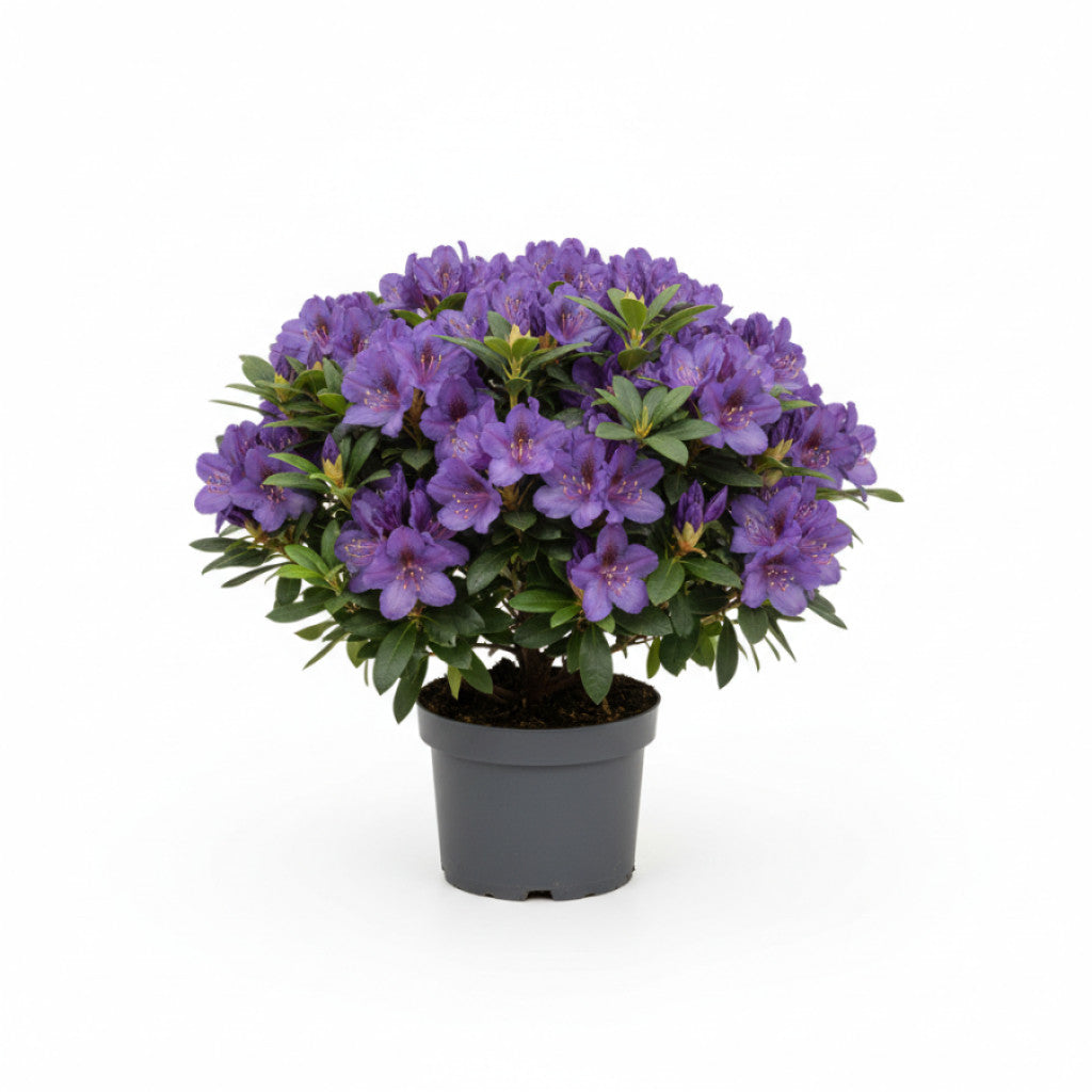 Rhododendron – Rhododendron (AJ); &