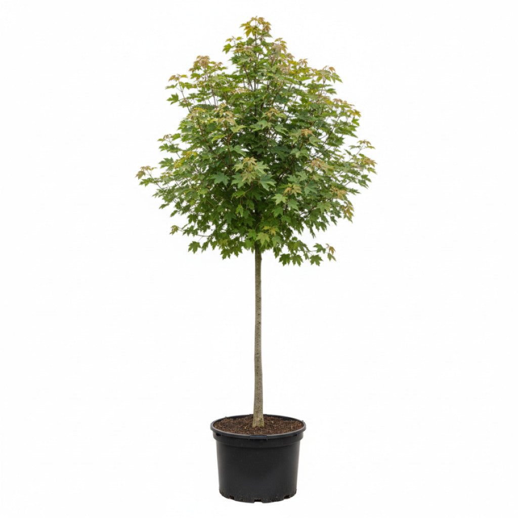 Fältlönn – Acer campestre &