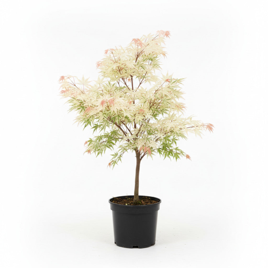 Japansk lönn – Acer pal. &