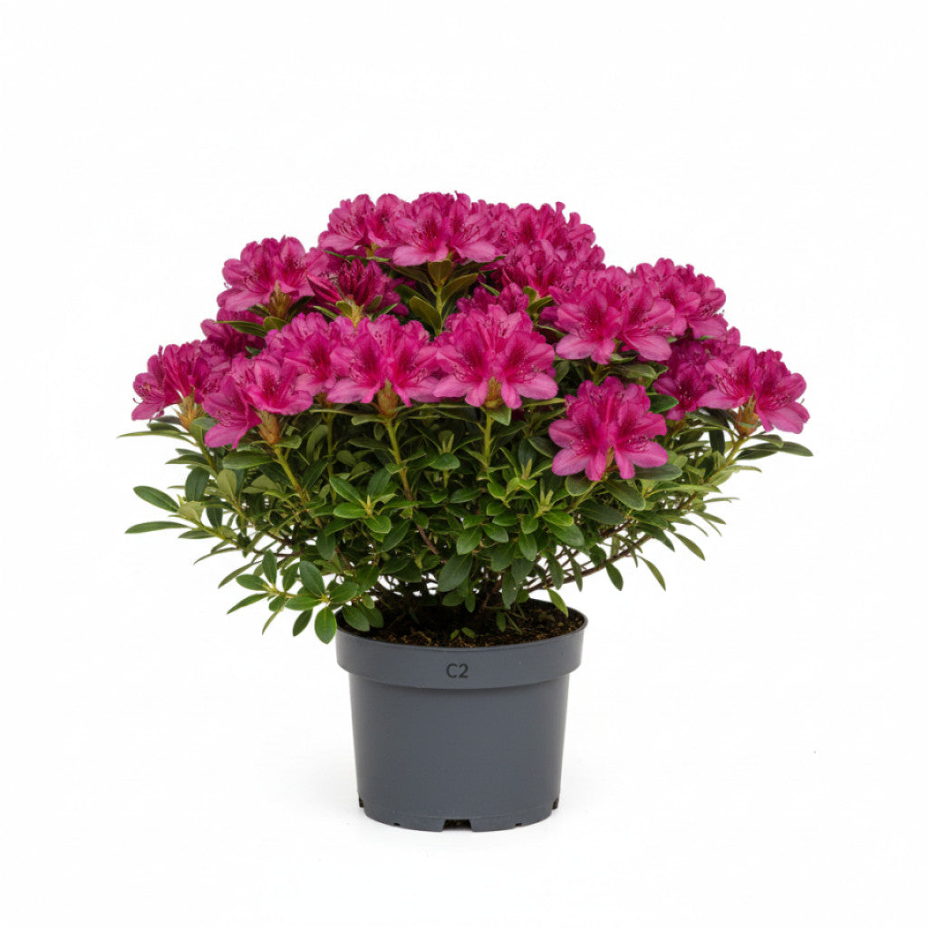 Rhododendron – Rhododendron Bloombux Magenta - C2 20-25 CM