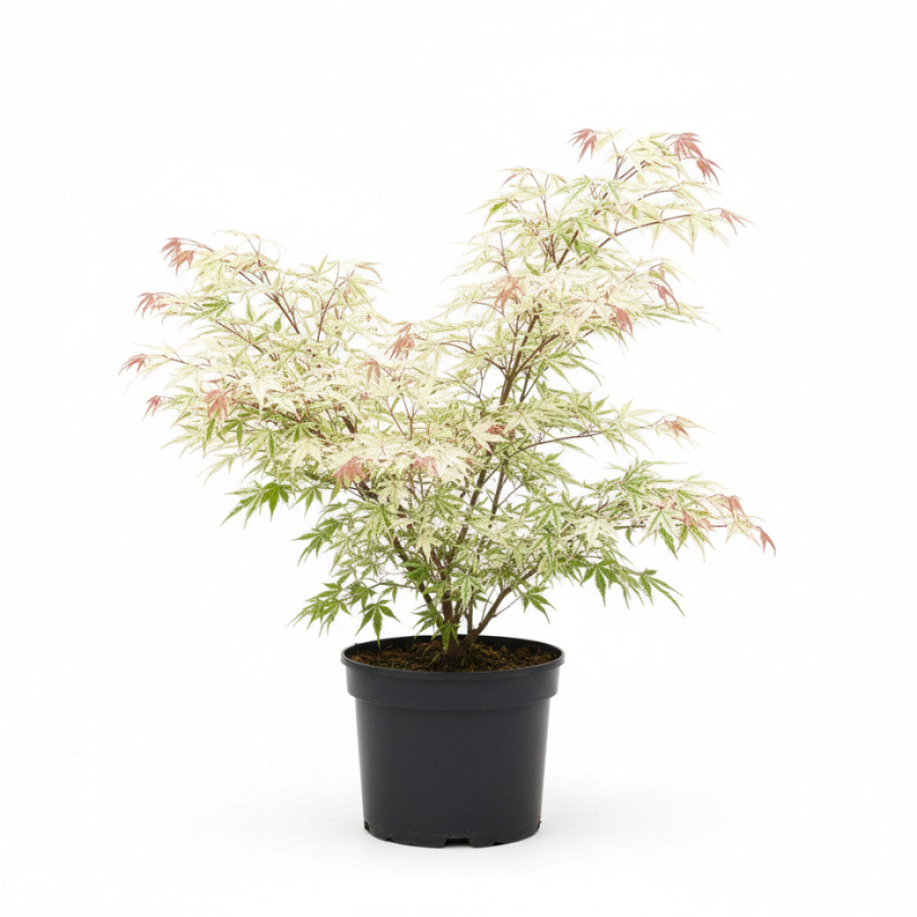 Japansk lönn – Acer pal. &
